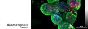 Struts and capsules: Fluorescence image of cell loaded Alginate capsules after printing with the GeSiM Bioscaffold printer.