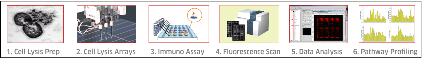 Repherse Phase Array Process