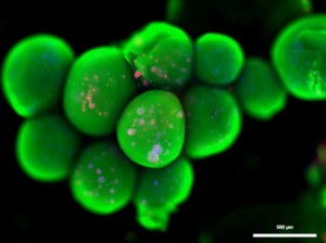 Fluorescence microscopy image after 10 days of culture and OsteoImage®, DAPI and Vybrant staining capsules loaded with ALP. Green: calcium phosphate. Blue: cell nuclei. Red: cell body. Scale bars: a = 200 µm, b = 500 µm