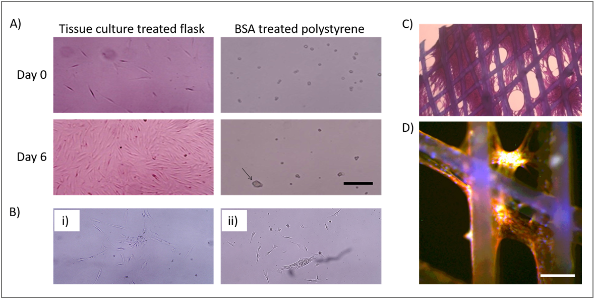 Seeding of MEW scaffolds with mesynchymal stem cells