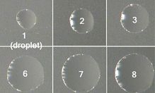 pdms scaffold meaning