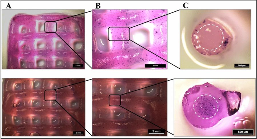 Metabolic activity at day 7 of cultivation (via MTT stain; violet) of HepG2 and NIH 3T3 cells embedded in core–shell printed hydrogel scaffolds; the core–shell interface is visualized via white dashed lines in C. Upper tile shows HepG2 encapsulated in the shell compartment consisting of algMC + Matrigel whereas the core remained cell free. Lower tile shows NIH 3T3 cells encapsulated in the core compartment consisting of algMC whereas the shell remained cell-free. (A,B) Scale bars 2 mm. (C) Scale bars 500 µm. [1]
