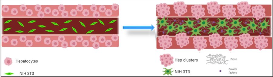 Graphical representation of the hepatocyte-fibroblast co-culture concept, showing hepatocytes encapsulated in the shell are coaxially printed with NIH 3T3 fibroblasts in the core, both co-printed as single cells in their respective bioink (left). An influence of the core composition (with or without fibroblasts and matrix components) on hepatocyte phenotype is hypothesized as they might grow into clusters within their shell compartment and fibroblasts spread to form networks over the cultivation period (right). Images created using Biorender.com software. [1]