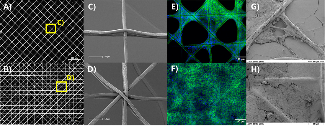 Figure 2: Examples of the different investigated designs with fiber diameters of 10 µm, 250 µm fiber distances. In A) 6 layers with a 90° layer-to-layer orientation and in B) 8 layers with a 45° layer-to-layer orientation are shown. Images C) and D) depict scanning electron microscopy images of the highlighted (yellow) intersections of A) and B), respectively. The growth of human keratinocytes (HaCaT) is shown in E) on blank MEW scaffolds and in F) on collagen coated scaffolds. The cell nuclei were stained blue (DAPI) and the cell actin cytoskeleton green (Phalloidin). SEM images of the identical scaffold types with HaCaTs are shown in the respective images labelled G) & H).