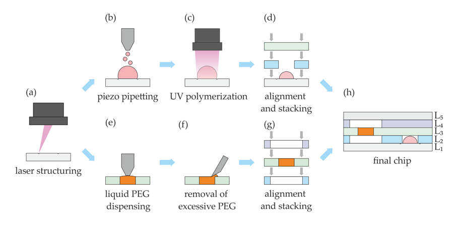Fig. 1: Basic process steps for the manufacturing of the multilayer microfluidic chip. The process steps (b), (c) and (e) were made with the GeSiM BioScaffold printer.