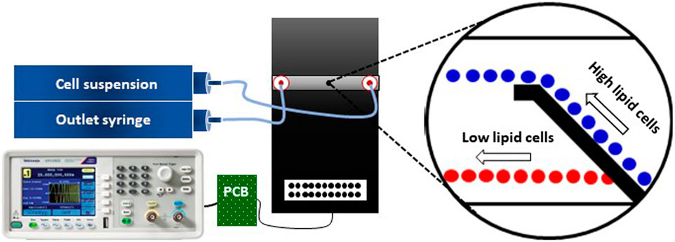 Taken from Fig 6. Schematic of the microfluidic setup used for C. cohnii separation by DEP. The setup consists of a microfluidic flow cell (black platform), two syringe pumps (inlet and outlet), a PCB and a frequency generator. The tubing between the syringe pumps and the microfluidic flow cell is symbolized by light blue-coloured lines and the cables for delivering the DEP signal are indicated by black lines. The magnified view shows the cells’ behaviour due to the DEP field, in which high lipid cells (blue colour) are being repelled at the electrodes edge while low lipid cells (red colour) are passing through the top-bottom electrode structure.