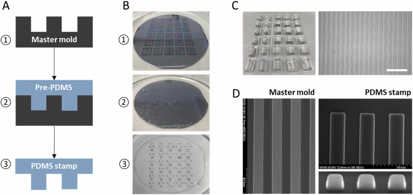 Generation of PDMS stamps casted from GeSiM wafers Steiner & Humpel, J. Neurosci. Methods, 2023, Fig. 1. Generation and characterization of polydimethylsiloxane (PDMS) stamps.